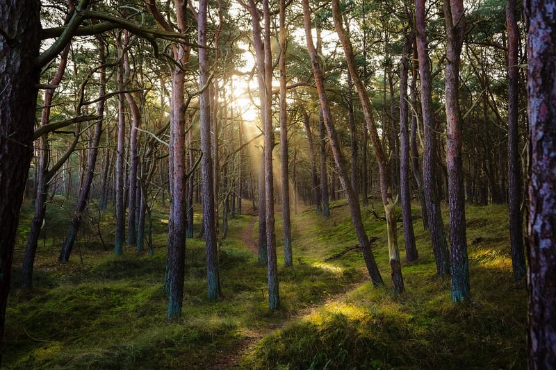 Magical Forest Image 3