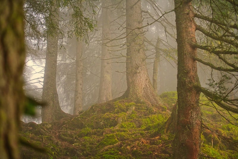 Magical Forest Image 1