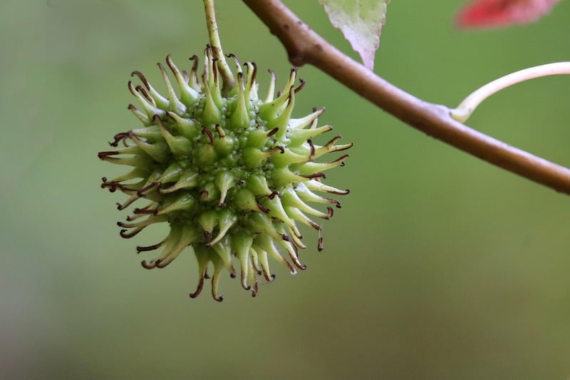 Exotic Fruit